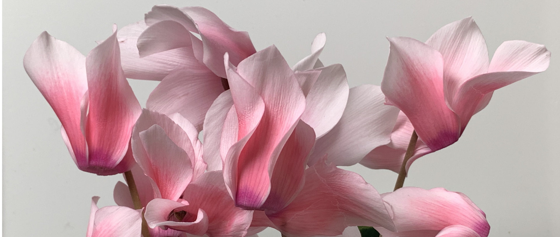 Alpenveilchen (Cyclamen)