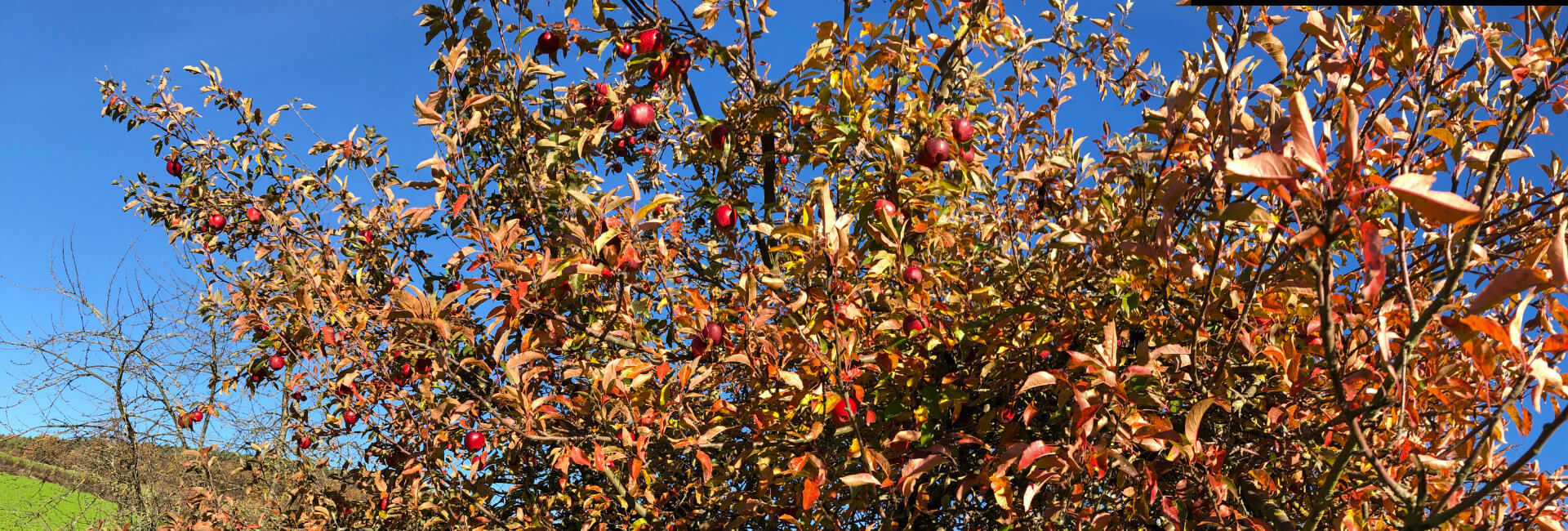 Apfel 1