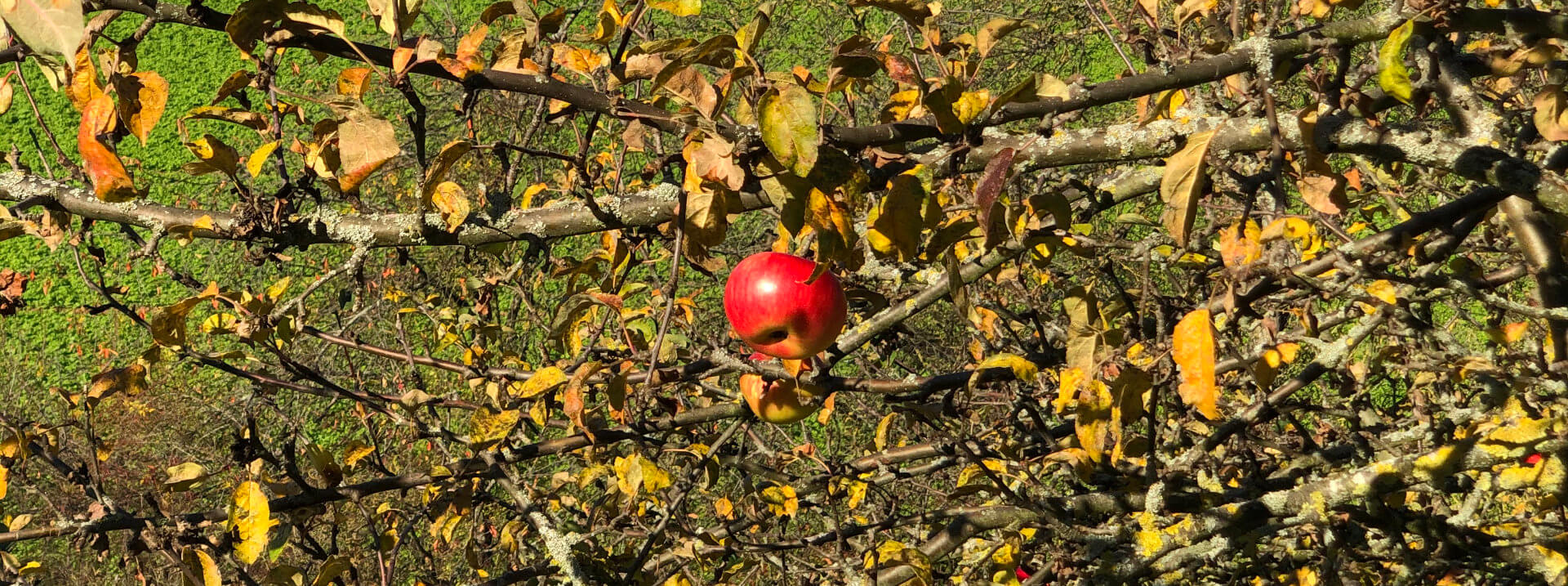 Apfel 2